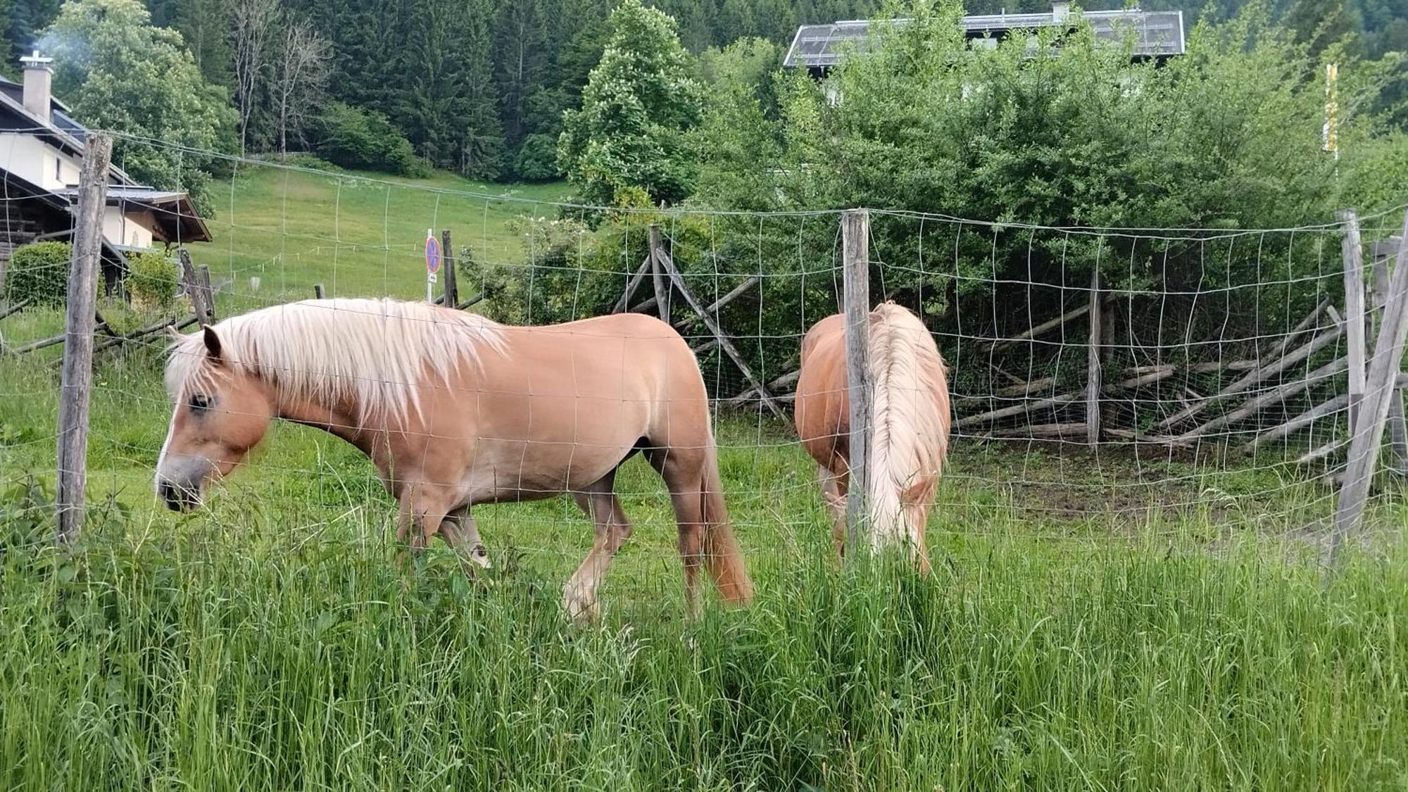 Haus Birke Apartment Weissensee Luaran gambar